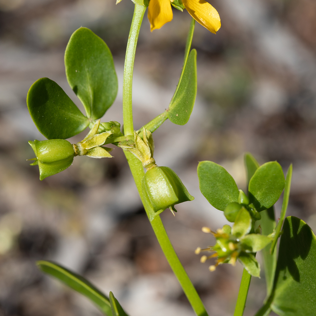 Pointed Twinleaf