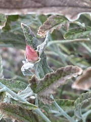 Sphaeralcea hastulata