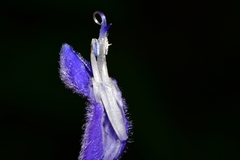 Salvia concolor