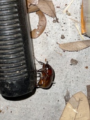 Phyllophaga