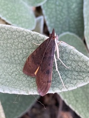 Uresiphita reversalis