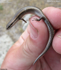 Ablepharus deserti