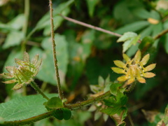 Hibiscus surattensis