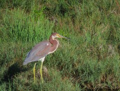 Egretta tricolor
