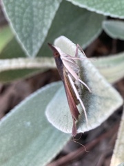 Uresiphita reversalis