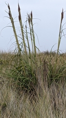 Cortaderia jubata
