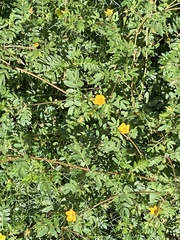 Kallstroemia parviflora