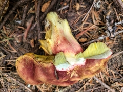 Boletus smithii