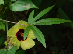 Hibiscus surattensis