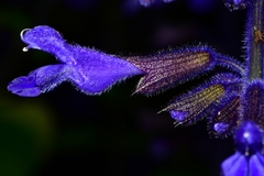 Salvia concolor