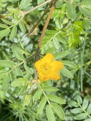 Kallstroemia parviflora