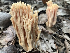 Ramaria formosa