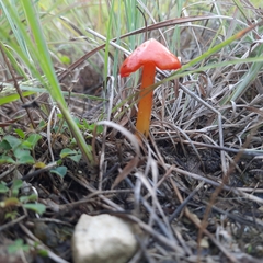 Hygrocybe coccinea