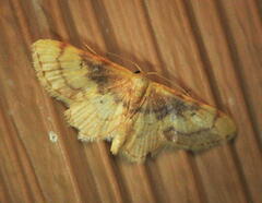 Idaea demissaria