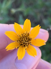Wedelia hispida