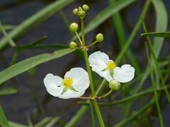 Sagittaria