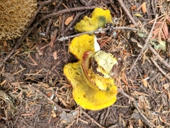 Boletus smithii