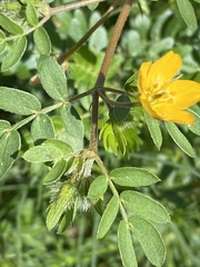 Kallstroemia parviflora