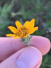 Wedelia hispida