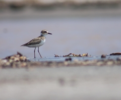Charadrius wilsonia