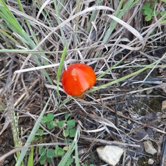 Hygrocybe coccinea