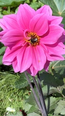 Apinae