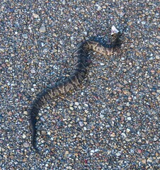 Agkistrodon piscivorus