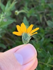 Wedelia hispida