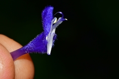 Salvia concolor