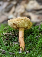 Gyroporus
