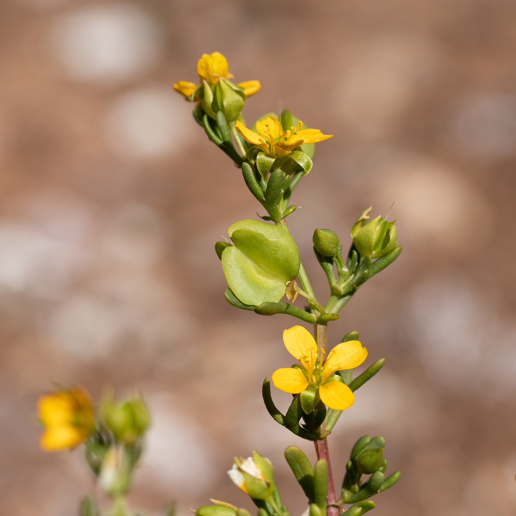 Shrubby Twinleaf