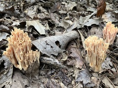 Ramaria formosa