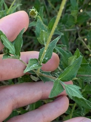 Wedelia hispida
