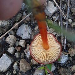 Hygrocybe coccinea
