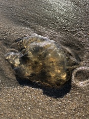 Chrysaora fuscescens