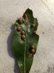 Polystepha symmetrica