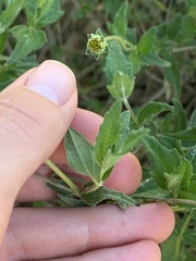 Wedelia hispida