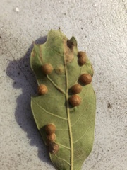 Polystepha symmetrica