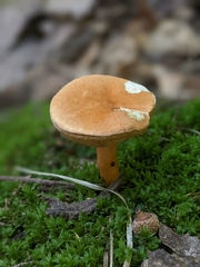 Gyroporus