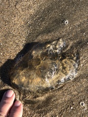 Chrysaora fuscescens