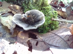 Phellodon niger