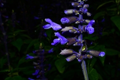 Salvia concolor