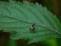Tephritinae