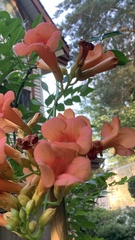 Campsis × tagliabuana