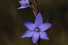 Thelymitra purpurata