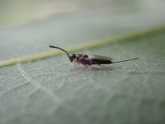 Encyrtidae