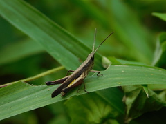 Phlaeoba fumosa