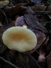 Russula