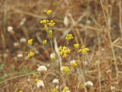 Bupleurum gracile