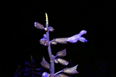 Salvia concolor